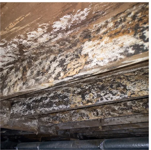 Heavy black mold growth on attic roof sheathing and framing